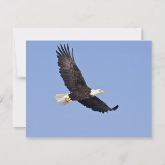 American Bald Eagle