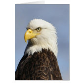 American Bald Eagle (Front)