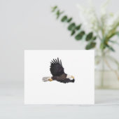 American Bald eagle (Standing Front)