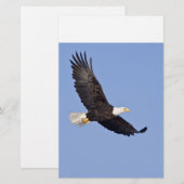 American Bald Eagle (Front/Back)
