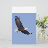 American Bald Eagle (Standing Front)