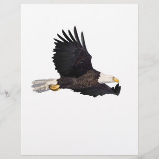 American Bald eagle