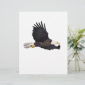 American Bald eagle (Standing Front)