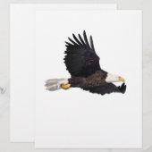 American Bald eagle (Front/Back)