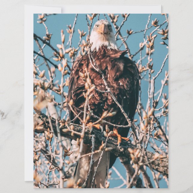 American Bald Eagle (Front)