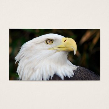 American Bald Eagle by TO_photogirl at Zazzle