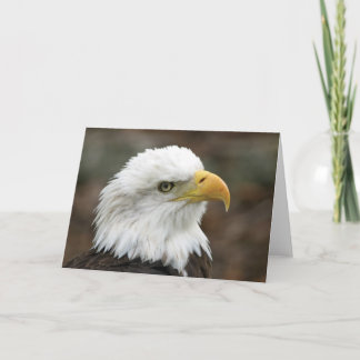 American Bald Eagle 2 Greeting Card
