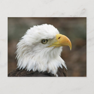 American Bald Eagle 2 Postcard