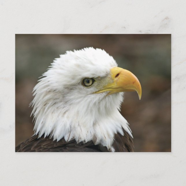 American Bald Eagle 2 Postcard (Front)