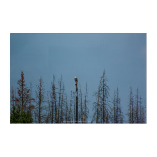 American Bald Eagle 8974 Acrylic Print