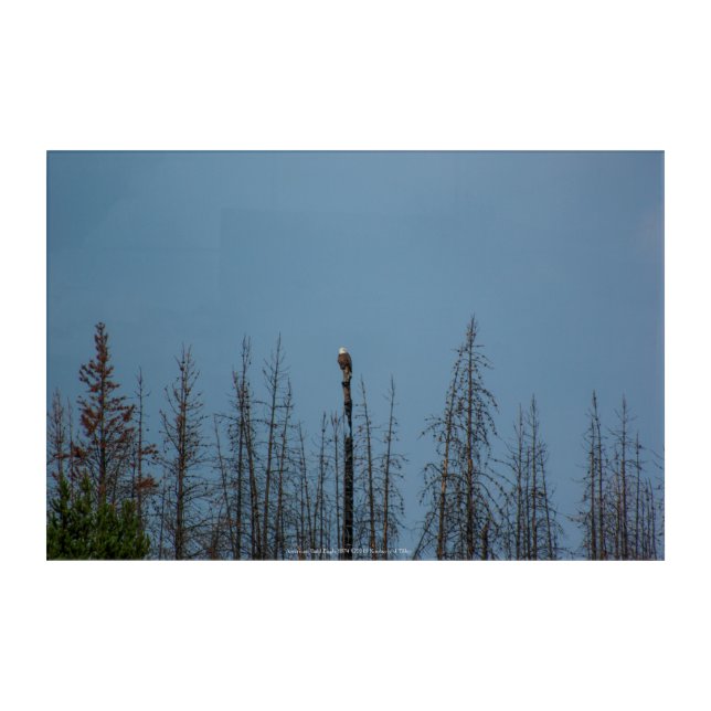 American Bald Eagle 8974 Acrylic Print (Front)