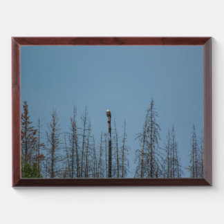 American Bald Eagle 8974 Award Plaque