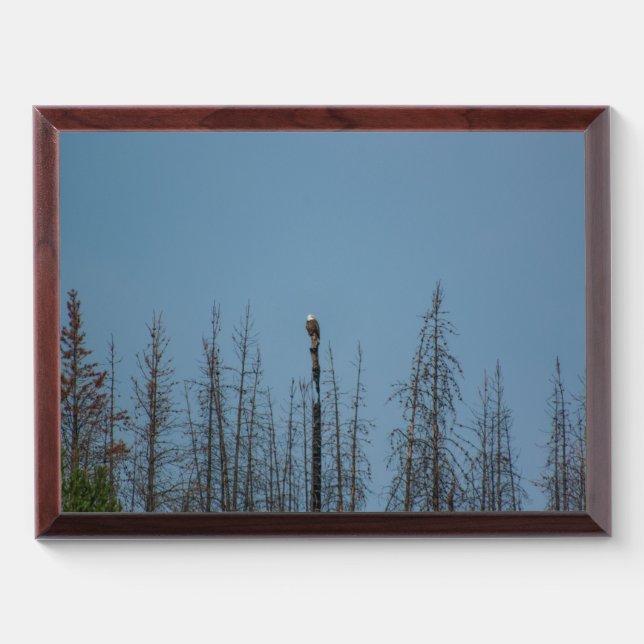American Bald Eagle 8974 Award Plaque (Horizontal)