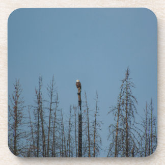 American Bald Eagle 8974 Beverage Coaster