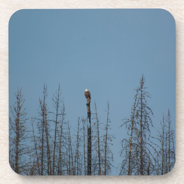 American Bald Eagle 8974 Beverage Coaster (Front)