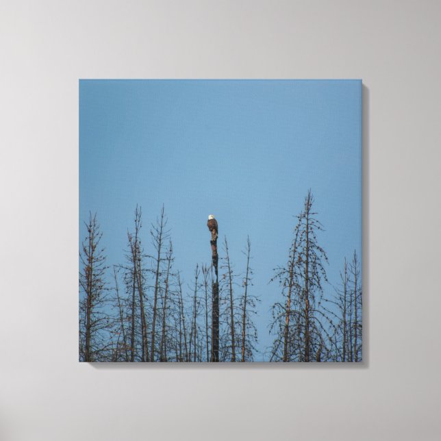 American Bald Eagle 8974 Canvas Print (Front)