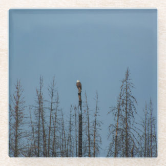 American Bald Eagle 8974 Glass Coaster