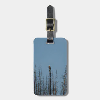 American Bald Eagle 8974 Luggage Tag
