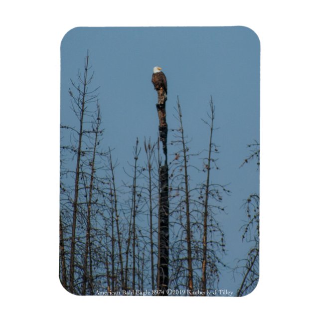 American Bald Eagle 8974 Magnet (Vertical)