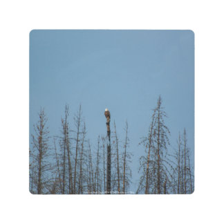 American Bald Eagle 8974 Metal Print