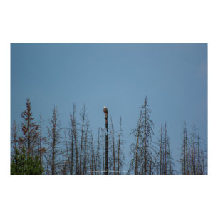 American Bald Eagle 8974 Photo Print
