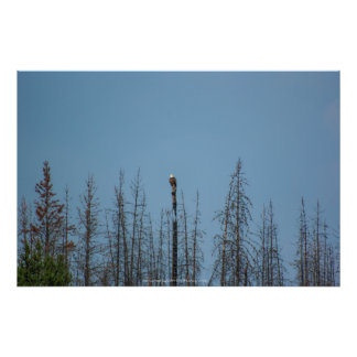 American Bald Eagle 8974 Photo Print