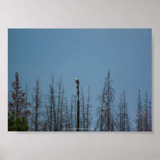 American Bald Eagle 8974 Poster