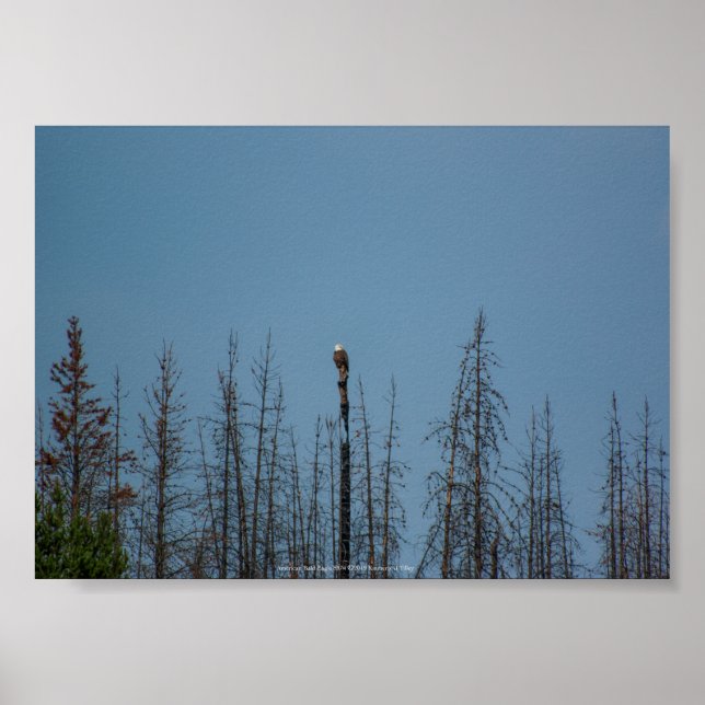 American Bald Eagle 8974 Poster (Front)