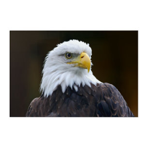 American Bald Eagle Acrylic Print