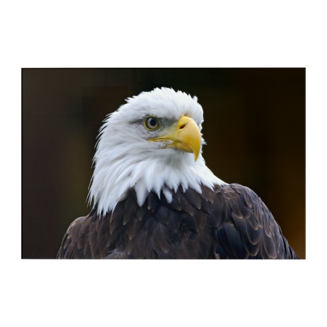 American Bald Eagle Acrylic Print (Front)