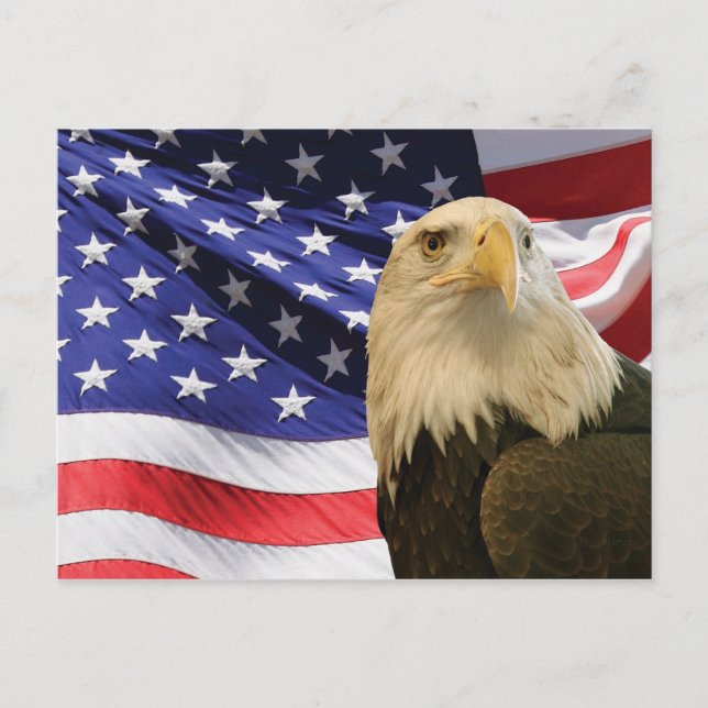 American Bald Eagle and Flag Postcard (Front)