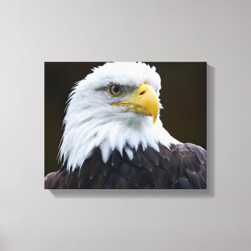 American Bald Eagle Canvas Print