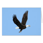 American Bald Eagle Card (Front Horizontal)