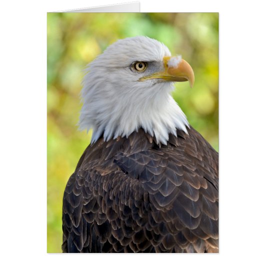 American bald eagle cards (Front)