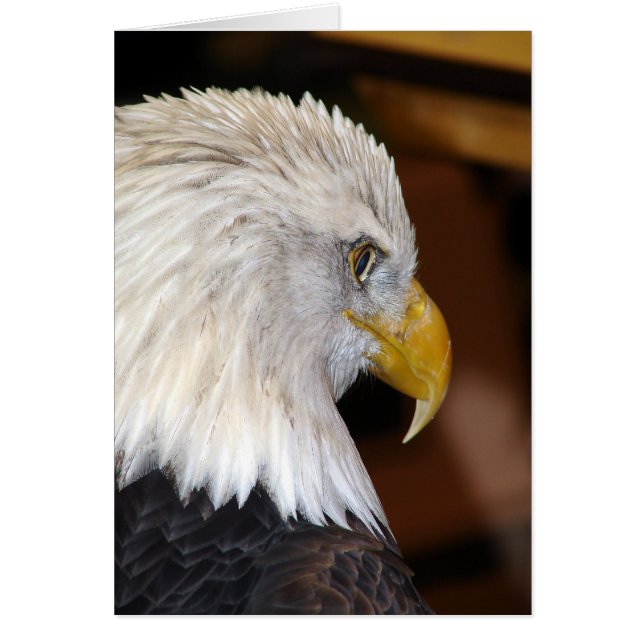 American Bald Eagle Cards (Front)