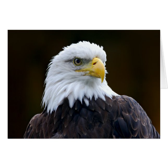 American Bald Eagle Cards (Front Horizontal)