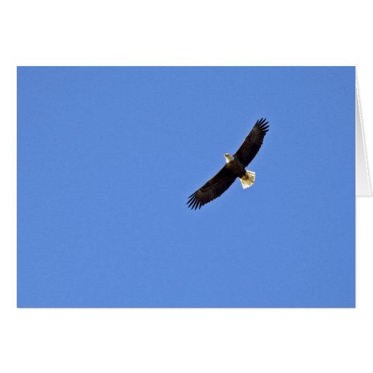 American Bald Eagle Cards (Front Horizontal)