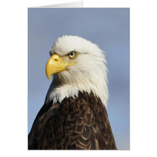 American Bald Eagle Cards