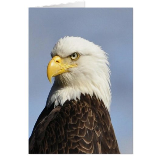 American Bald Eagle Cards (Front)