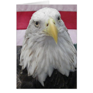 American Bald Eagle Cards