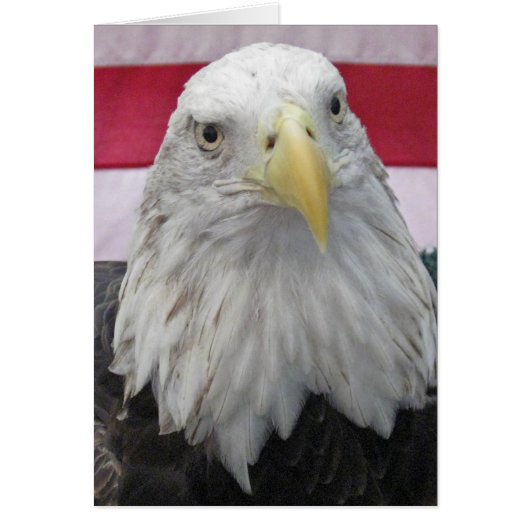 American Bald Eagle Cards (Front)