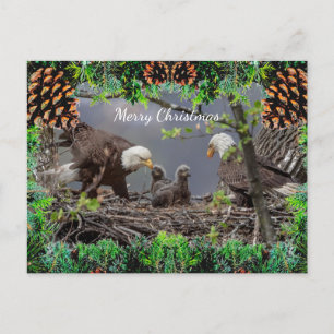 American Bald Eagle Christmas Card