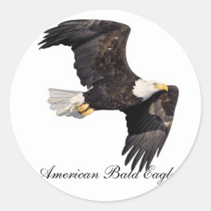 American bald Eagle Classic Round Sticker