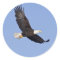 American Bald Eagle