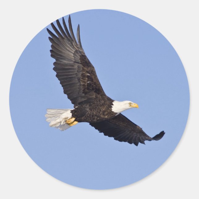 American Bald Eagle Classic Round Sticker (Front)