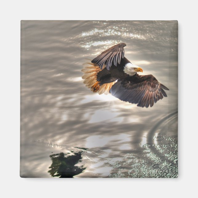 American Bald Eagle Flying Over Ocean Magnet (Front)