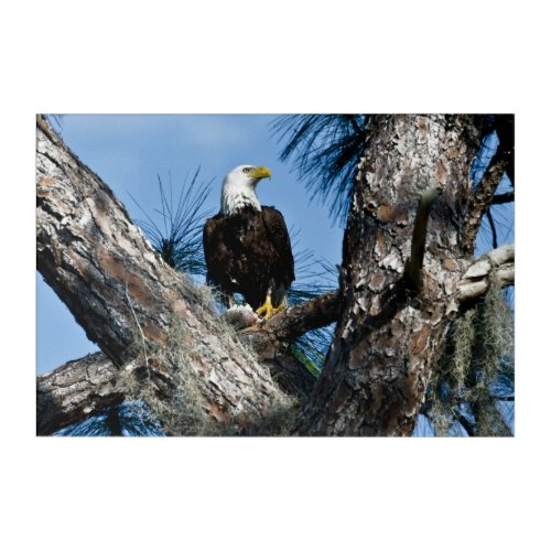 American Bald Eagle  Ft Myers Florida Acrylic Print