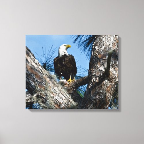 American Bald Eagle  Ft Myers Florida Canvas Print