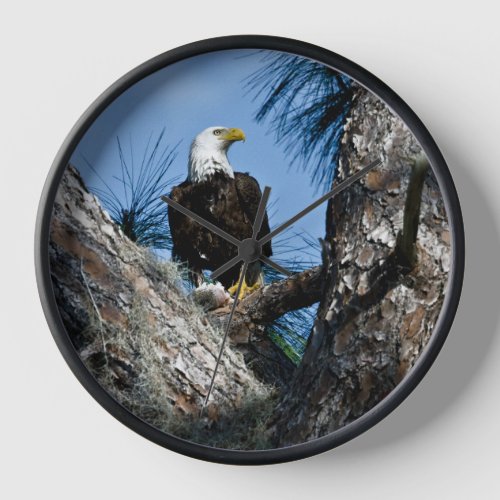 American Bald Eagle  Ft Myers Florida Clock