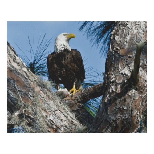 American Bald Eagle  Ft Myers Florida Faux Canvas Print